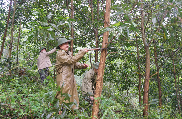 Vietnam Acacia timber artificial forest